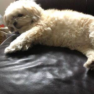 Meet your Posher, Kim